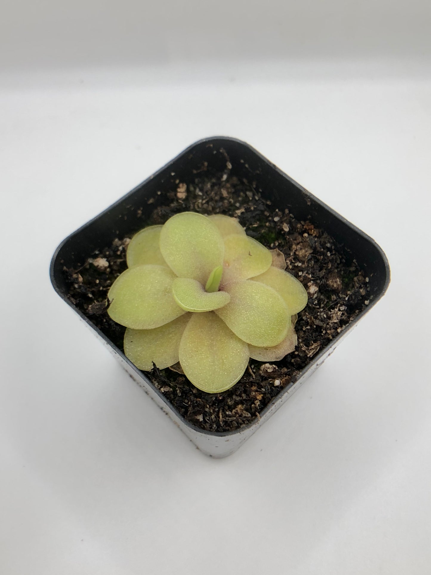 P. Razzberry Blonde