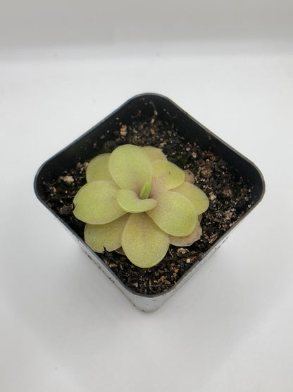 P. Razzberry Blonde