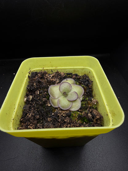 P. 'Leilani'