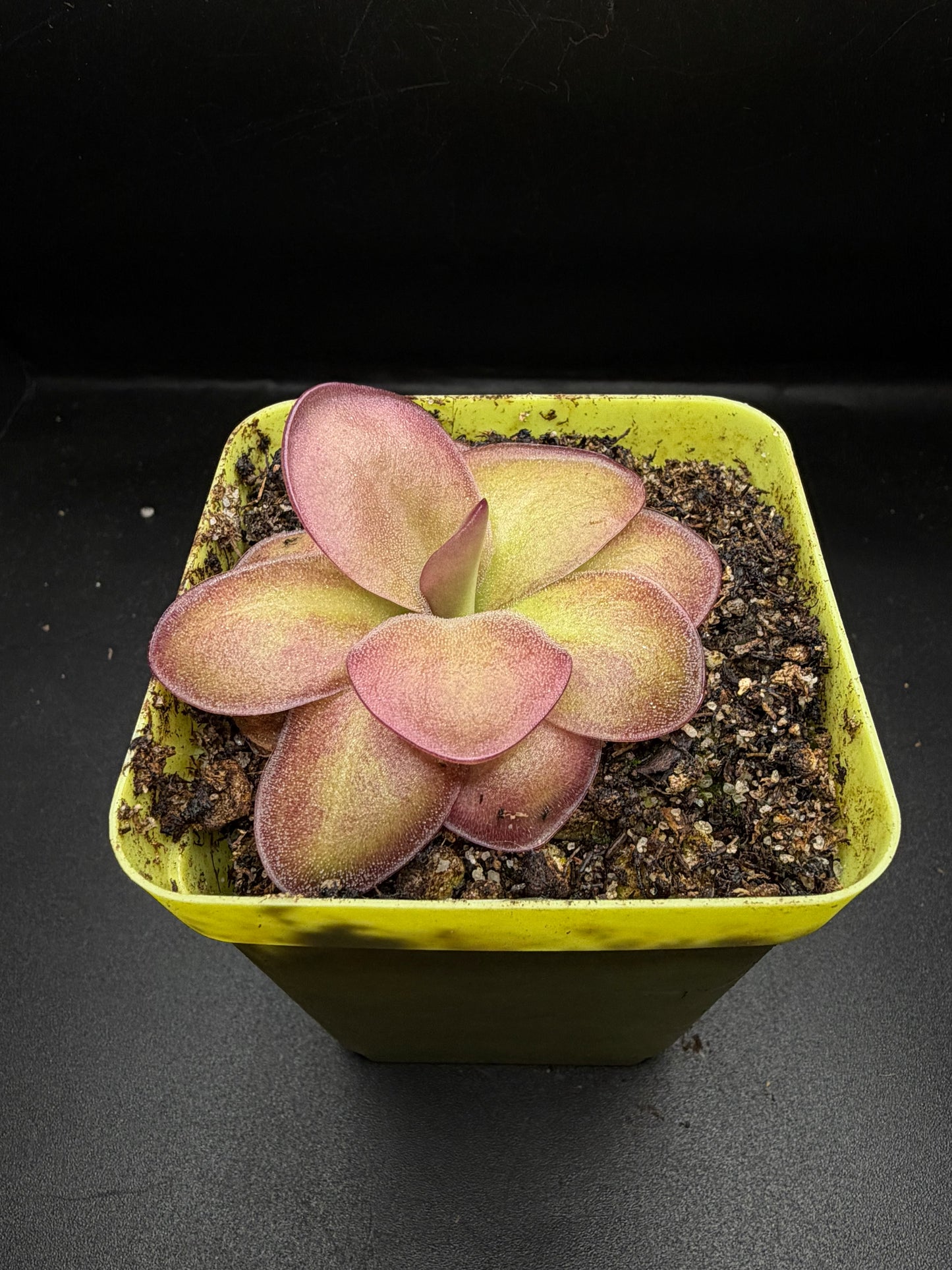 P. ‘Weser’ x Agnata 'El Lobo'