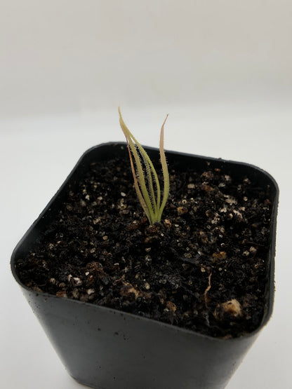 P. 'Dragon'