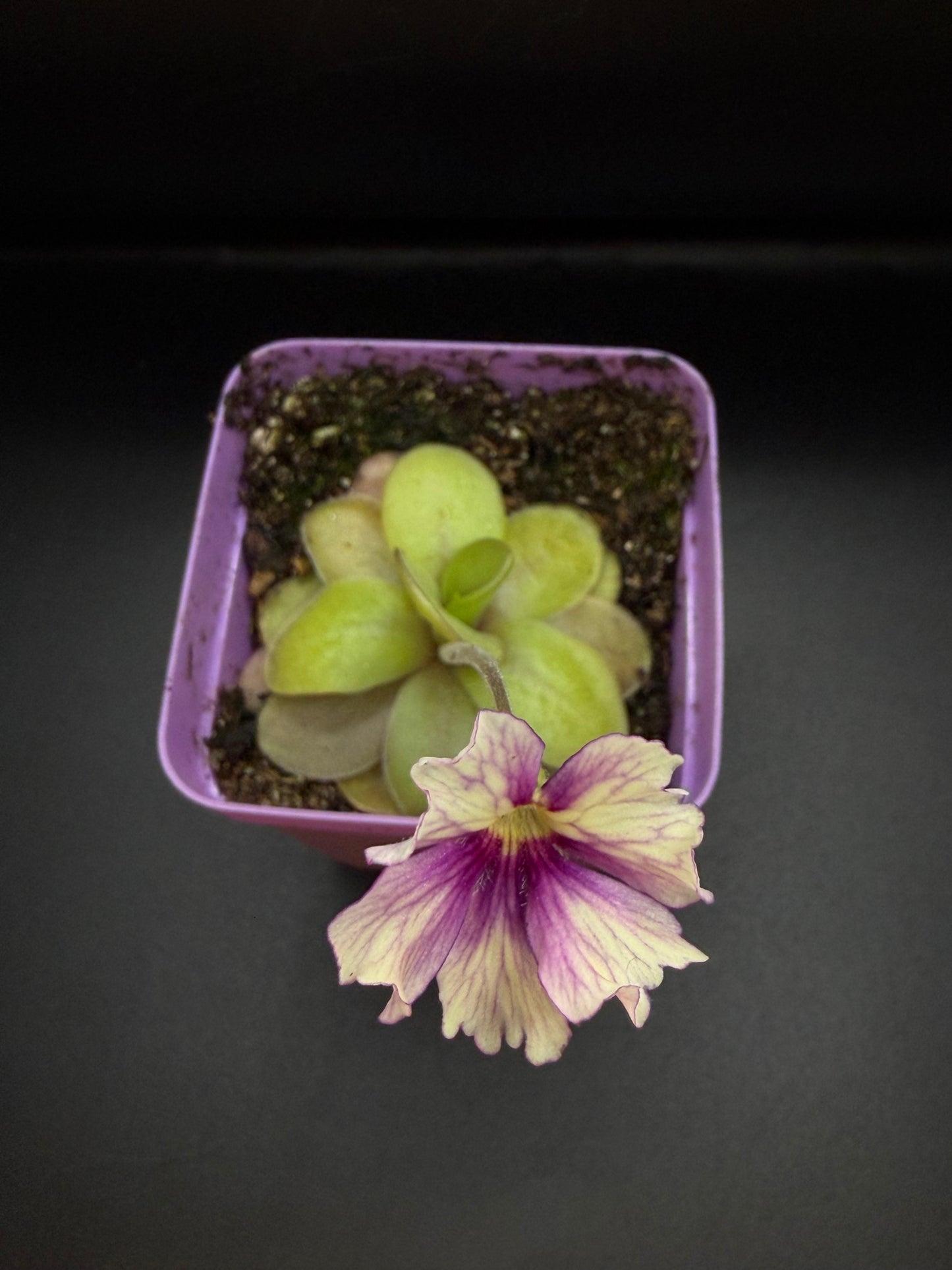 P. 'Razzberry Blonde' (In bloom)