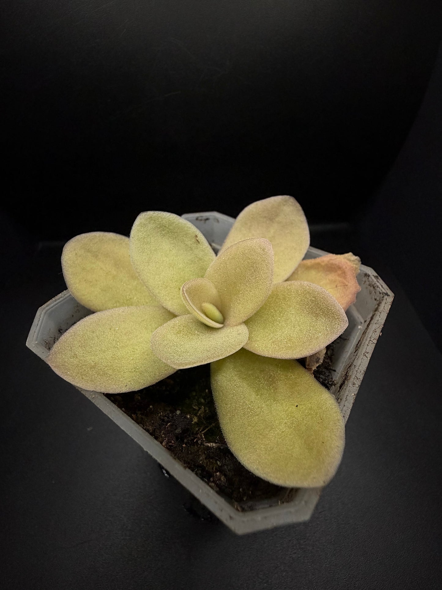 P. Gigantea 'red blush'