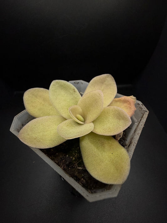 P. Gigantea 'red blush'