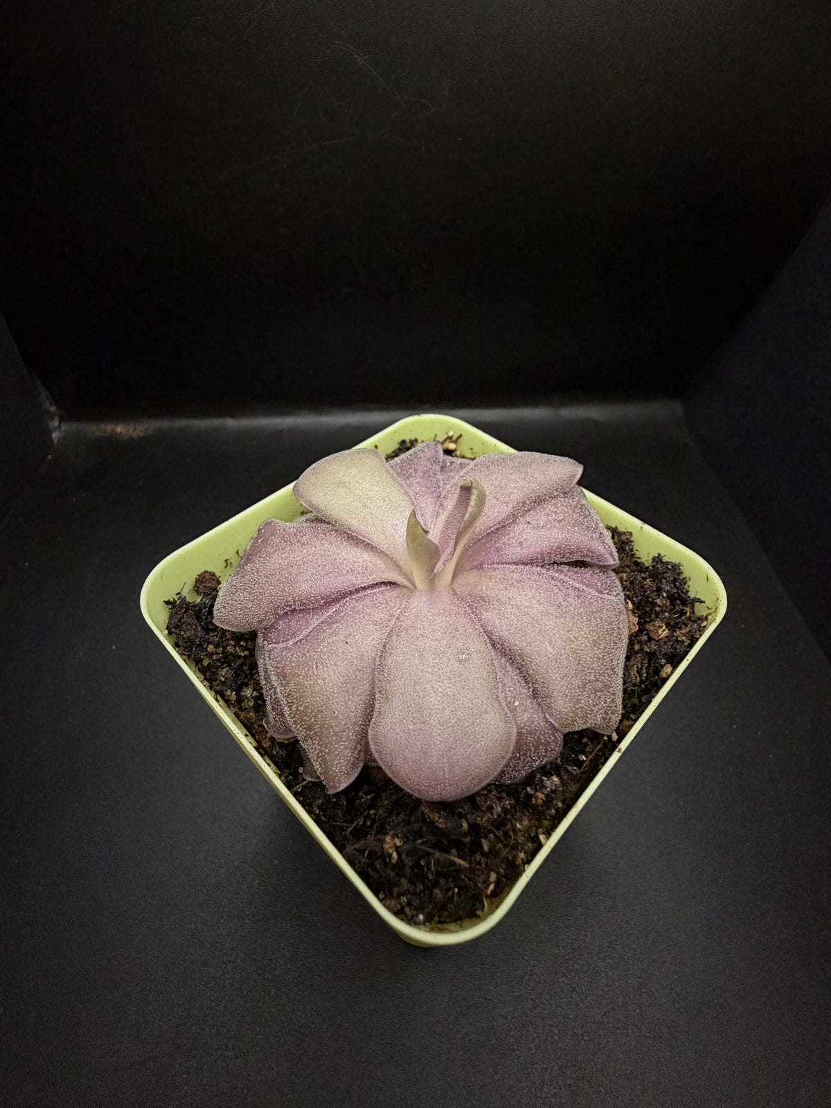 P. Agnata x Cyclosecta