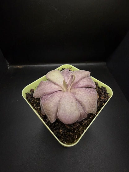 P. Agnata x Cyclosecta