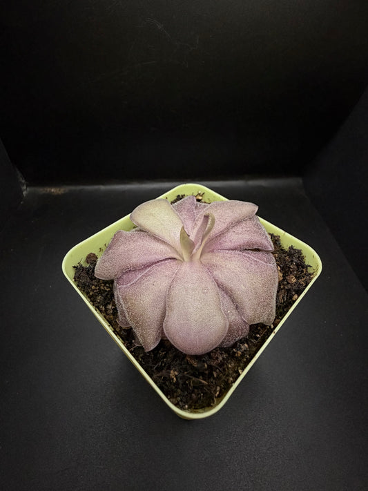 P. Agnata x Cyclosecta
