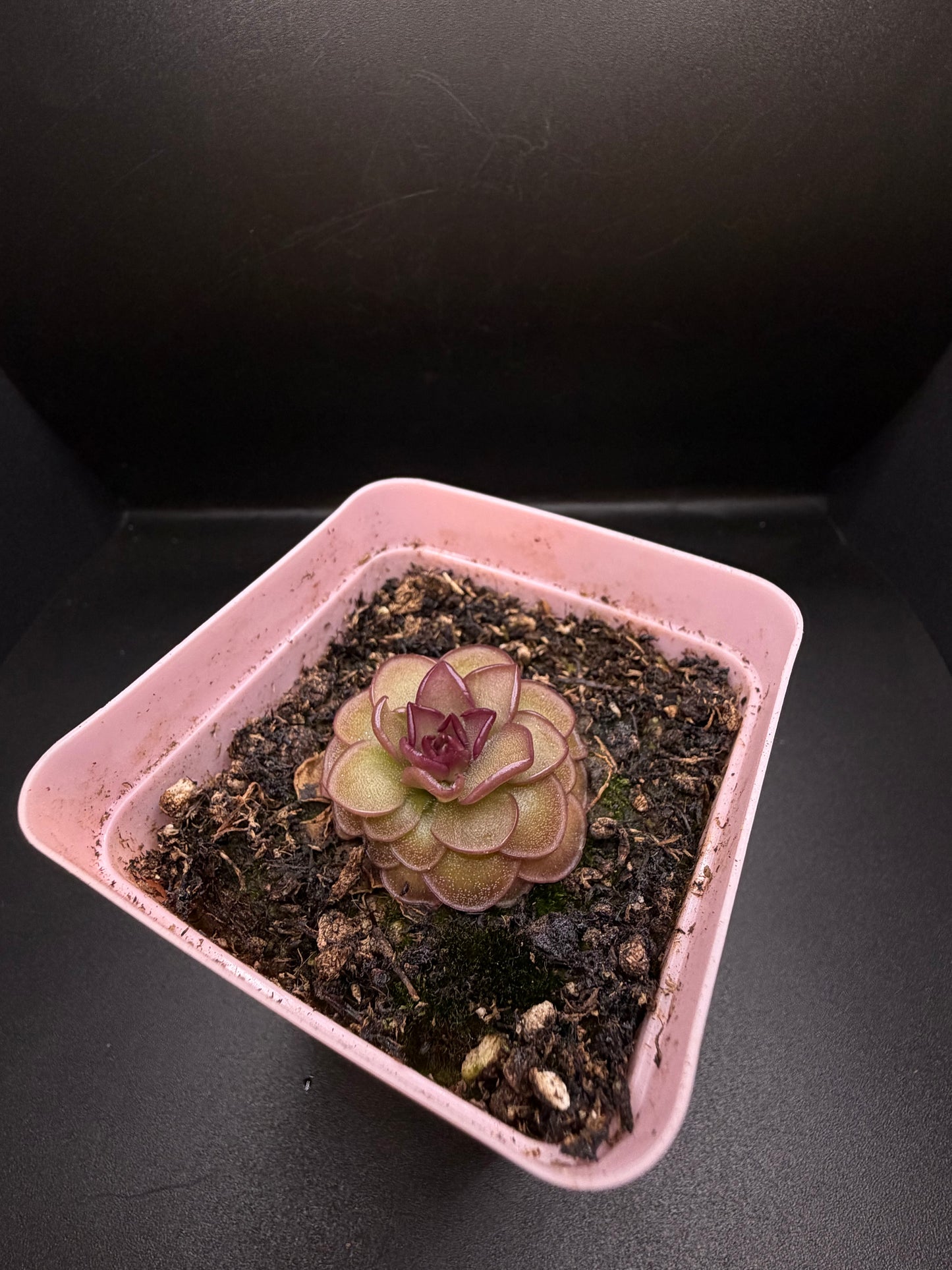 P. 'Hanka'