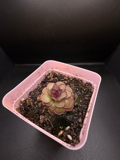 P. 'Hanka'