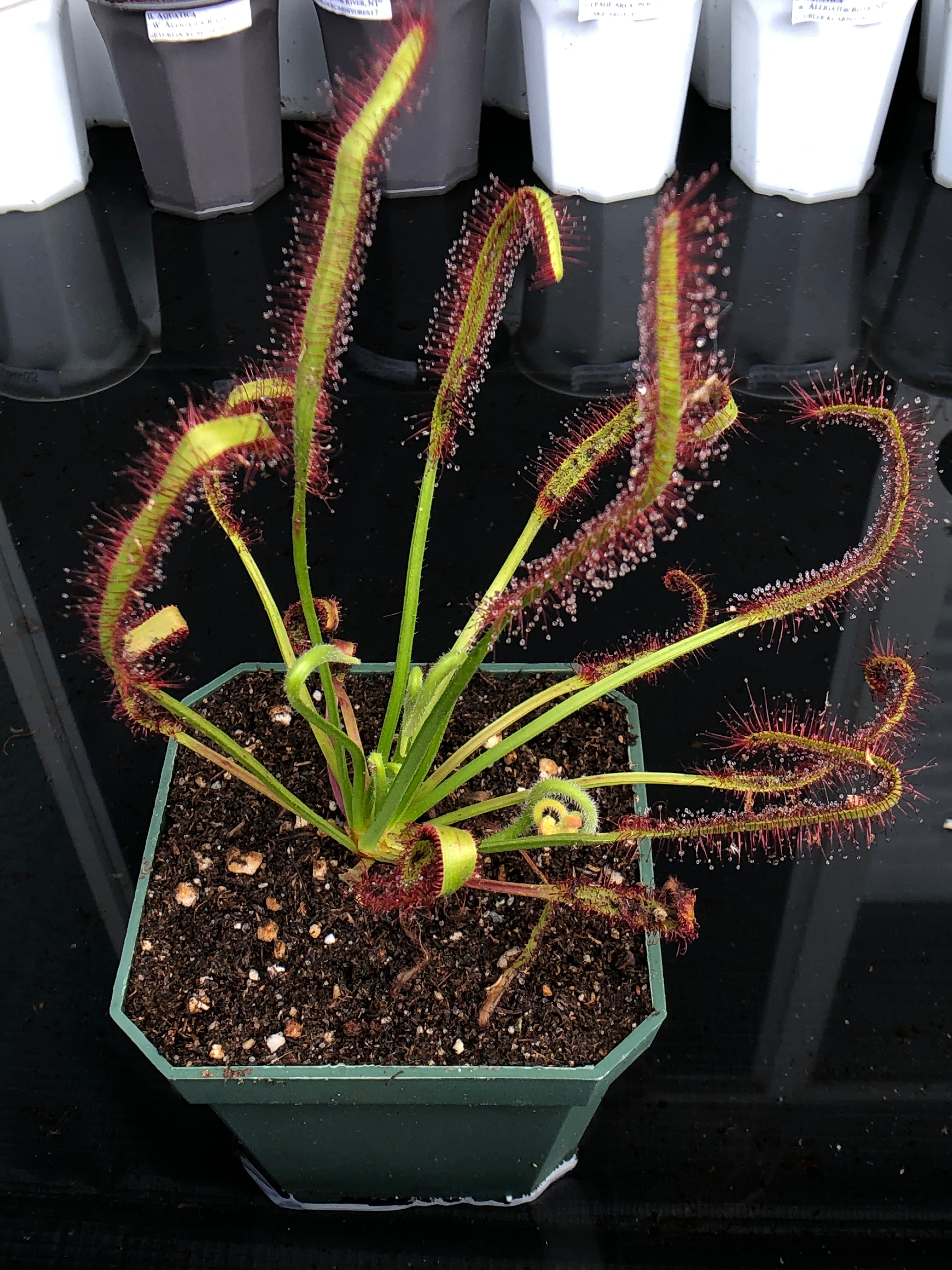 Drose Cap Drosera Capensis – Turlock Carnivores
