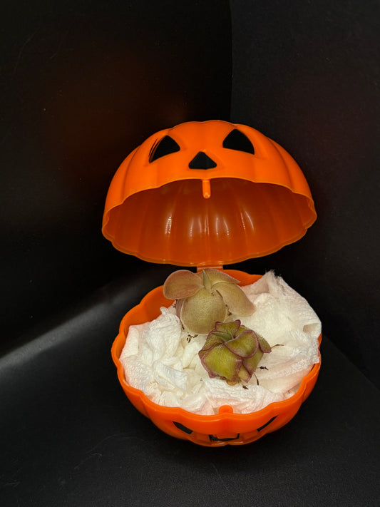 Mystery Pumpkin (2 small Pinguicula)