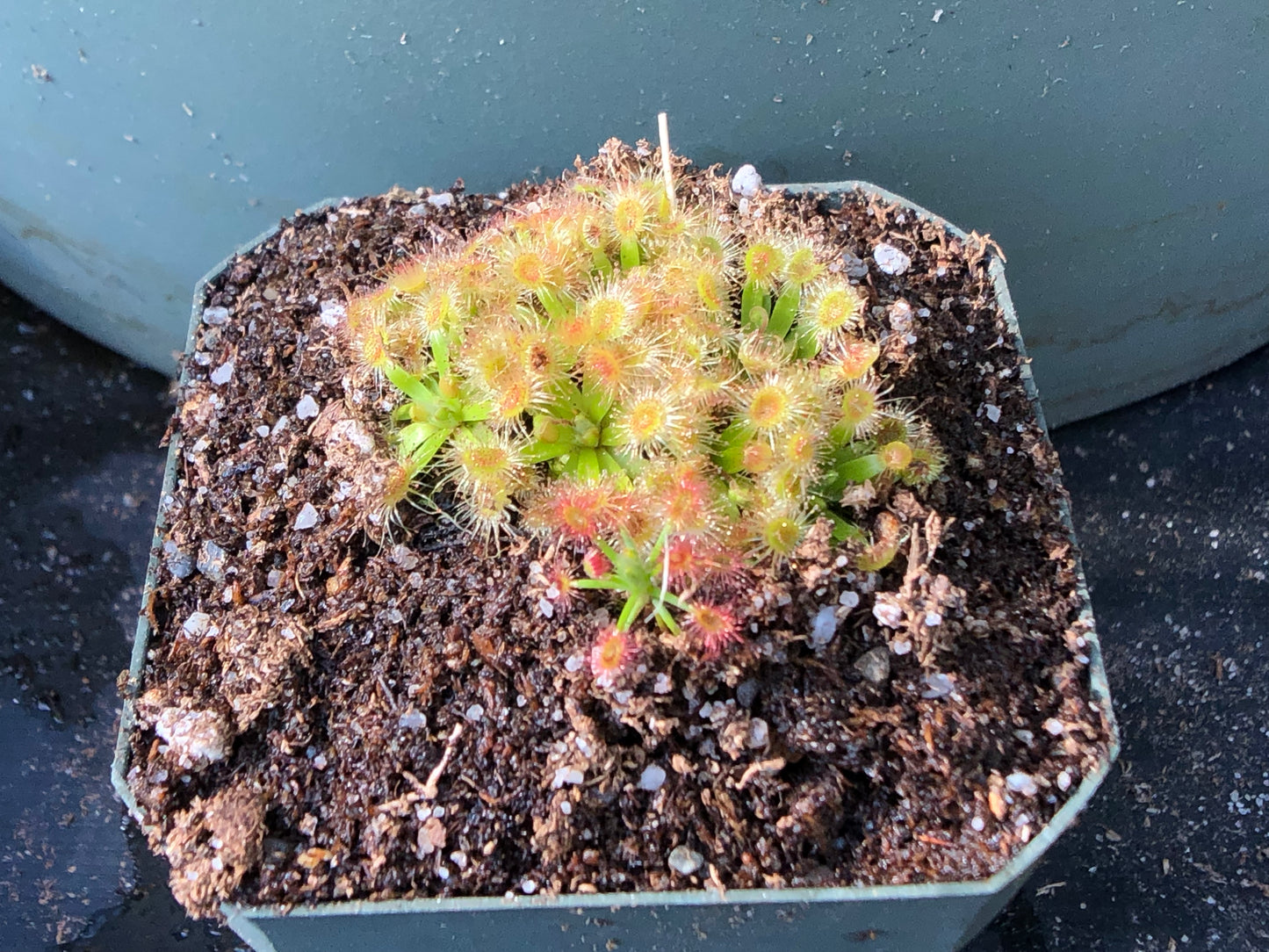 Pygmy sundew (various)(potted)