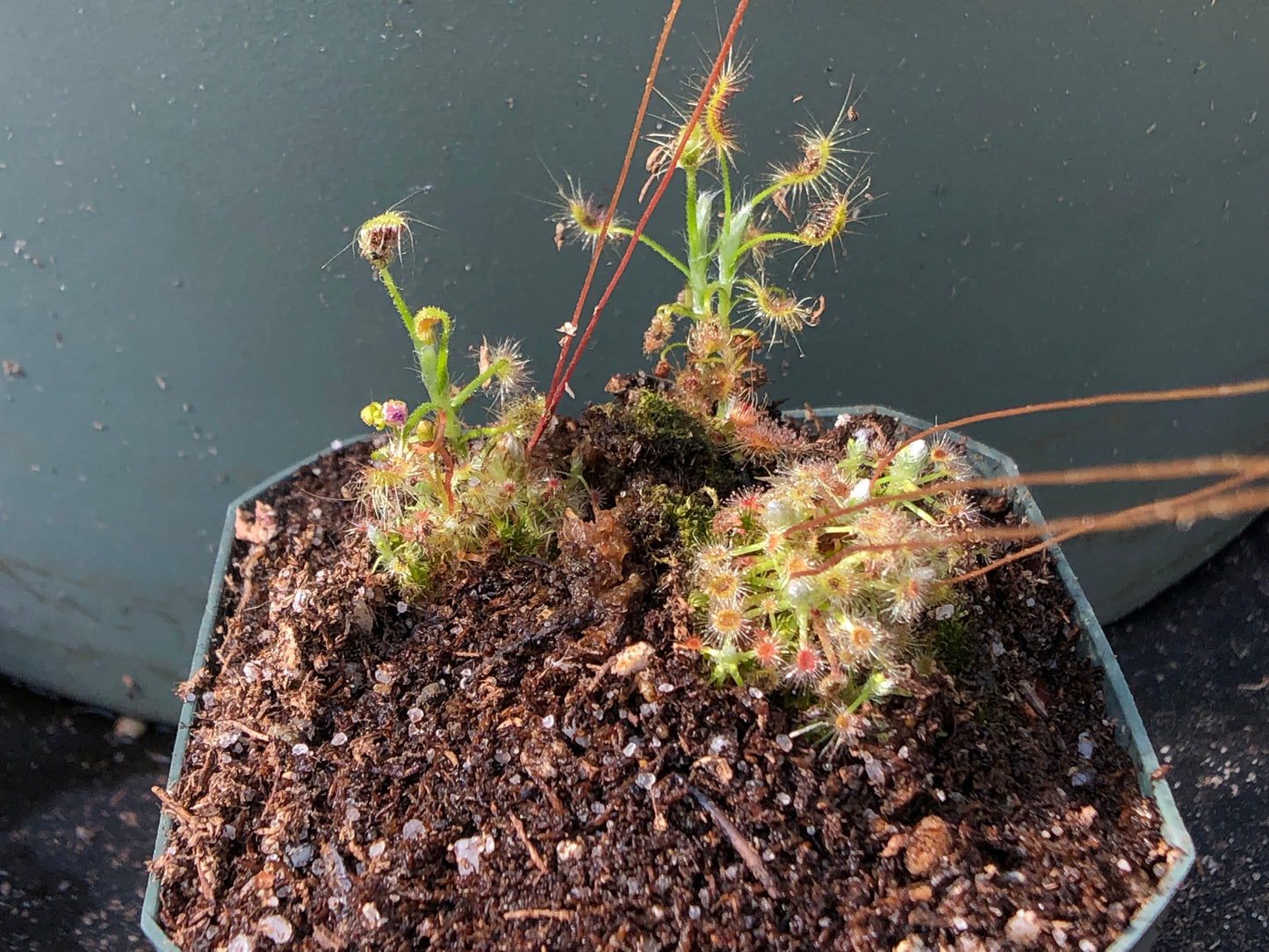 Pygmy sundew (various)(potted)