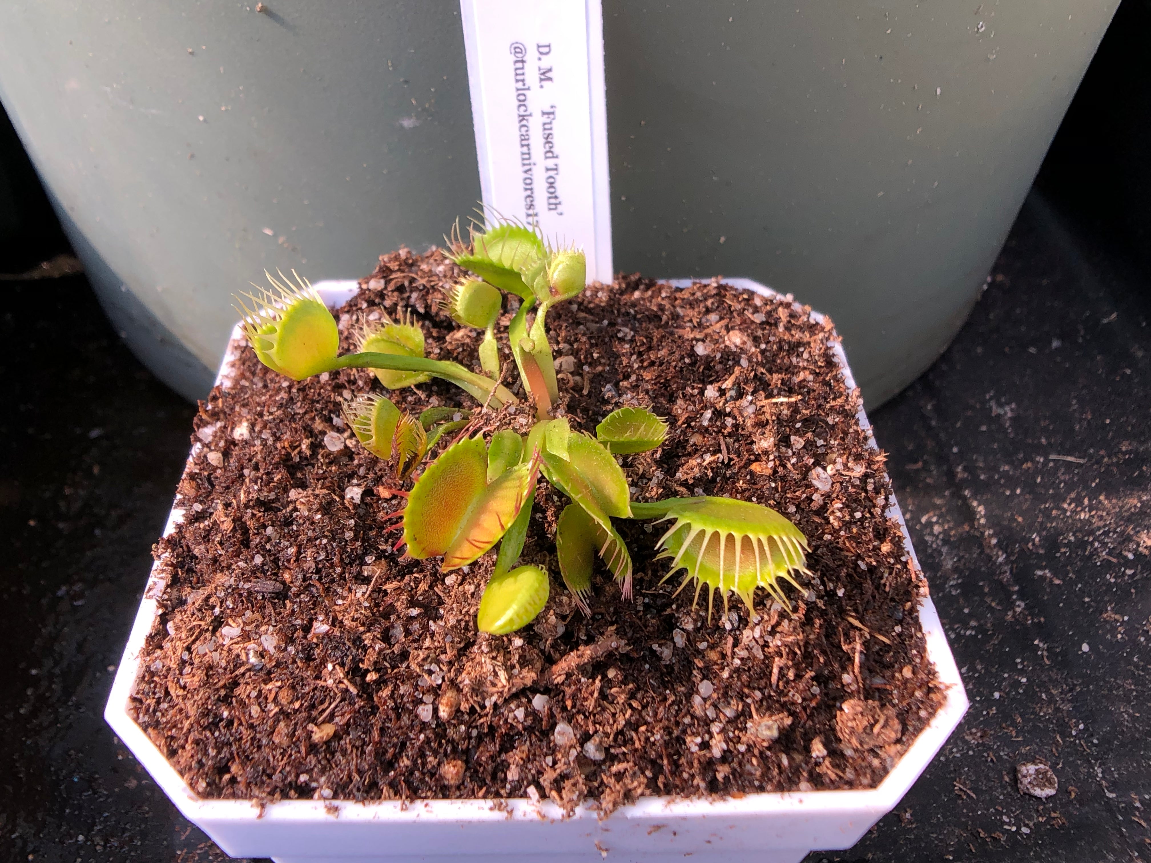 Venus Flytrap ‘Fused Tooth’ – Turlock Carnivores