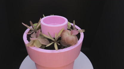 Pinguicula Self-Watering Pot w/ 6 Pings (pink)